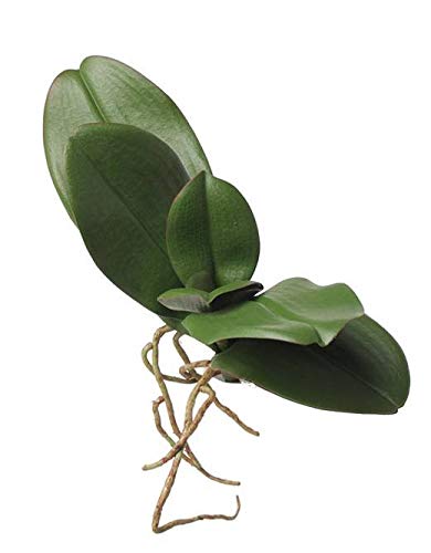 artplants.de Hojas de Phalaenopsis con raíces aéreas, Verde, 19cm, Ø 30cm - Hojas de orquídea - Decoración Artificial