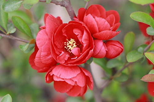 Begonias Malus Spectabilis Chaenomeles Cangrejo-Manzana Spitfire Seeds 10+, Membrillo japonés en flor, Semillas de árbol resistentes, Fragantes