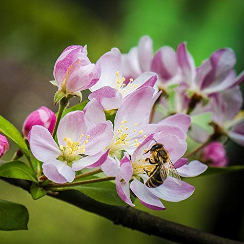 Begonias Malus Spectabilis Chaenomeles Cangrejo-Manzana Spitfire Seeds 10+, Membrillo japonés en flor, Semillas de árbol resistentes, Fragantes