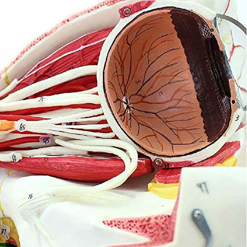 BZZBZZ Ojo Modelo anatómico Globo Ocular Humano y Modelo de Aumento del nervio Vascular Orbital （9 Partes） para Entrenamiento de enseñanza médica oftalmológica