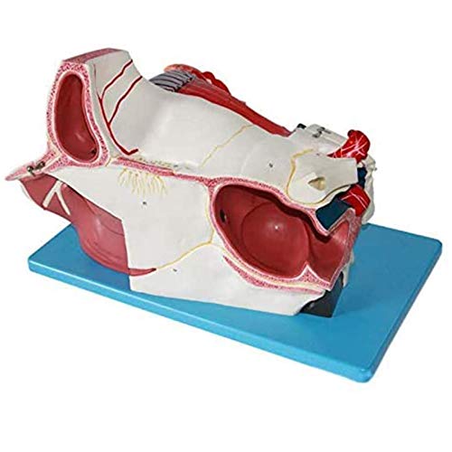 BZZBZZ Ojo Modelo anatómico Globo Ocular Humano y Modelo de Aumento del nervio Vascular Orbital （9 Partes） para Entrenamiento de enseñanza médica oftalmológica