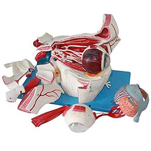 BZZBZZ Ojo Modelo anatómico Globo Ocular Humano y Modelo de Aumento del nervio Vascular Orbital （9 Partes） para Entrenamiento de enseñanza médica oftalmológica