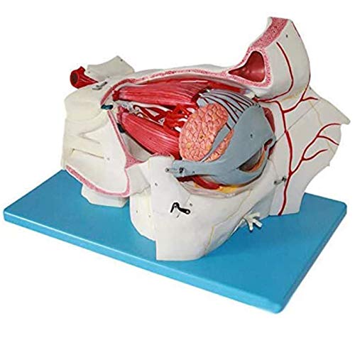 BZZBZZ Ojo Modelo anatómico Globo Ocular Humano y Modelo de Aumento del nervio Vascular Orbital （9 Partes） para Entrenamiento de enseñanza médica oftalmológica