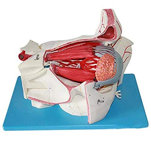 BZZBZZ Ojo Modelo anatómico Globo Ocular Humano y Modelo de Aumento del nervio Vascular Orbital （9 Partes） para Entrenamiento de enseñanza médica oftalmológica
