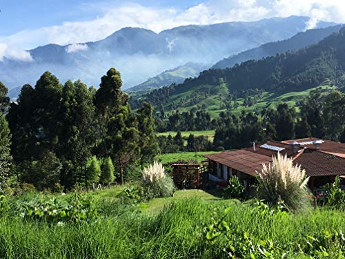 CAFES GUILIS DESDE 1928 AMANTES DEL CAFE - Café Orgánico En Grano Arábica Cultivo Bio Ecológico Natural. Tueste Artesanal 1 kg