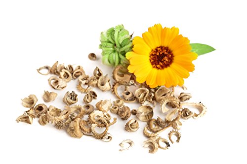 Caléndula (Calendula officinalis), aprox. 50 semillas, planta medicinal (propiedades antiinflamatorias), para la preparación de té y pomadas