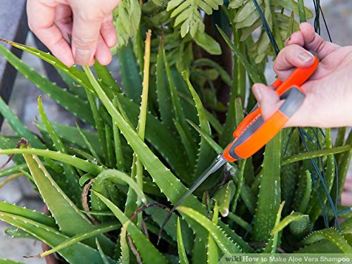Champú Natural Ecologico con Aloe Vera, Argan, Vitaminas y Queratina (Keratina) con Ceramidas Naturales para Cabello - Pelo Dañado y Seco sin Parabenos Sin Sulfatos Anticaida y Volumen (2000 ml)