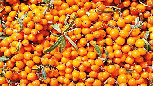 Crema de Ducha de Espino Amarillo, para pieles secas - Weleda (200 ml) - Se envía con: muestra gratis y una tarjeta superbonita que puedes usar como marca-páginas!