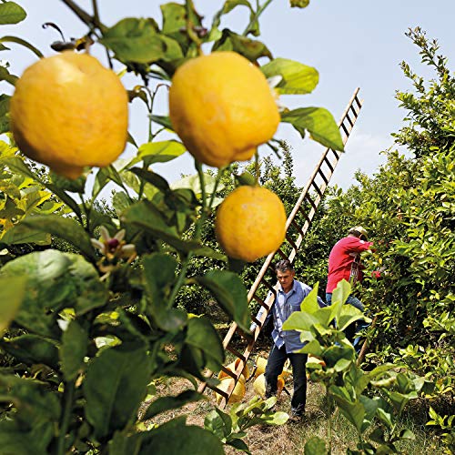 Crema Weleda Citrus de manos y uñas, 50 ml