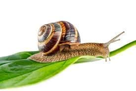 Damin Bio Nature - Sérum Baba De Caracol Pura Concentrado Natural 10ml Hombre y Mujer Made in Italy