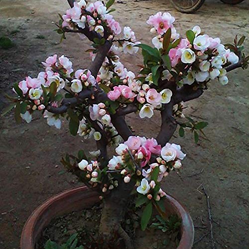 Double Begonia Flower Potted Sapling Bonsai Old Pile Flower Green Plant 300 cápsulas-12 Royal Begonia 300 cápsulas_12 Royal Begonia 6 años [Compre 2 y obtenga 3 piezas gratis]