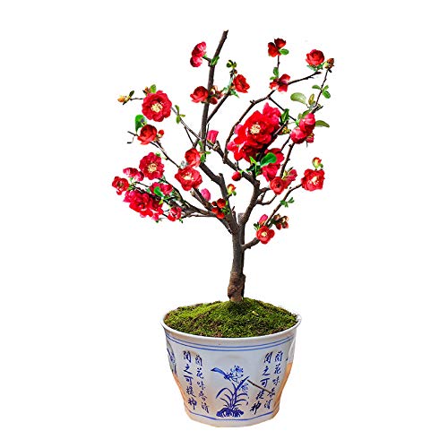 Double Begonia Flower Potted Sapling Bonsai Old Pile Flower Green Plant 300 cápsulas-12 Royal Begonia 300 cápsulas_12 Royal Begonia 6 años [Compre 2 y obtenga 3 piezas gratis]