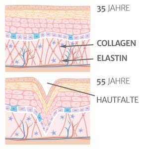 Dr. Schneider collages con elastina para resistencia y piel firme - 60 cápsulas de dosis altas - colágeno marino de muy alta calidad - hecho en Alemania
