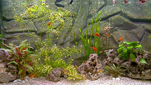 DVD de fuego y pescado fresco DVD - 2 DVD Set chimenea y agua dulce - Una combinación relajante de acogedoras chimeneas y refrescantes acuarios 2016