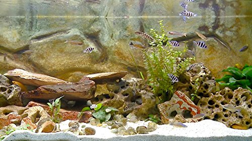 DVD de fuego y pescado fresco DVD - 2 DVD Set chimenea y agua dulce - Una combinación relajante de acogedoras chimeneas y refrescantes acuarios 2016