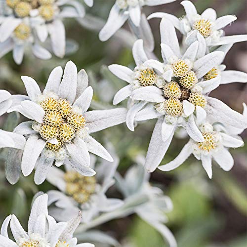 Edelweiss Sun Milk SPF 30