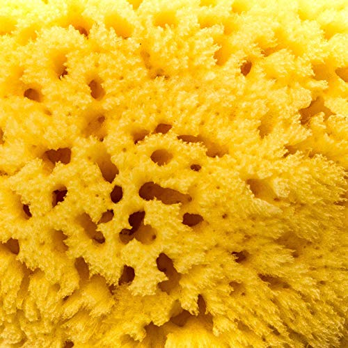 Esponja natural de mar de cuerpo para baño y ducha Zephyr® (esponja grande 12,5-13,5 cm) Esponja baño vegetal - Esponja natural bebe