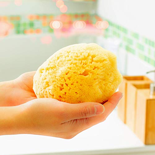 Esponja natural de mar de cuerpo para baño y ducha Zephyr® (esponja grande 12,5-13,5 cm) Esponja baño vegetal - Esponja natural bebe