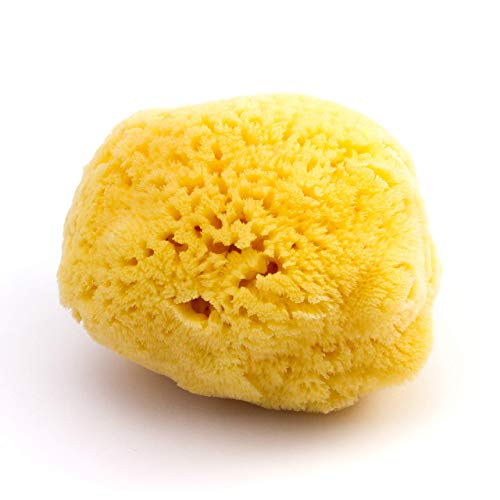 Esponja natural de mar de cuerpo para baño y ducha Zephyr® (esponja grande 12,5-13,5 cm) Esponja baño vegetal - Esponja natural bebe