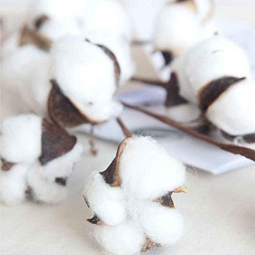 Fangfeen Rama de algodón Stem Flor Artificial 10 Jefes de Gossypium pétalos de Flores secas Naturales Artificiales