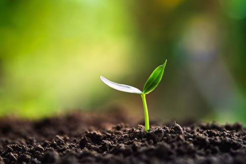 Fertilizantes orgánicos de gusanos Baltic Worm, multiusos, natural para lumbricultura, reconstituyente del suelo, humus de lombriz roja de 4 litros