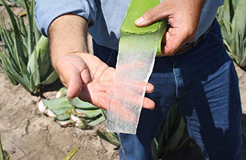 Gel Aloe Vera 200 Nutrientes En Una Botella
