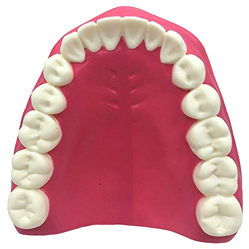 GHTTHJ Modelos De Dientes Anatómicos 6 Veces - Dentista Que Enseña Modelo De Higiene Bucal Demostración De Niños Herramienta De Cepillado De Dientes