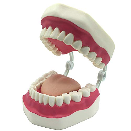 GHTTHJ Modelos De Dientes Anatómicos 6 Veces - Dentista Que Enseña Modelo De Higiene Bucal Demostración De Niños Herramienta De Cepillado De Dientes