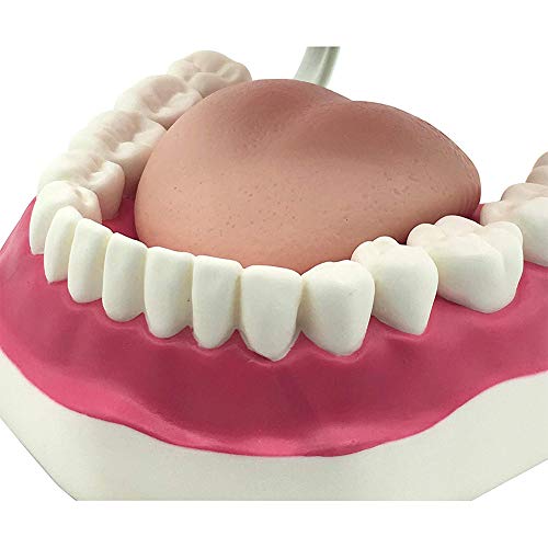 GHTTHJ Modelos De Dientes Anatómicos 6 Veces - Dentista Que Enseña Modelo De Higiene Bucal Demostración De Niños Herramienta De Cepillado De Dientes