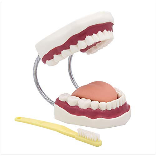 GHTTHJ Modelos De Dientes Anatómicos 6 Veces - Dentista Que Enseña Modelo De Higiene Bucal Demostración De Niños Herramienta De Cepillado De Dientes