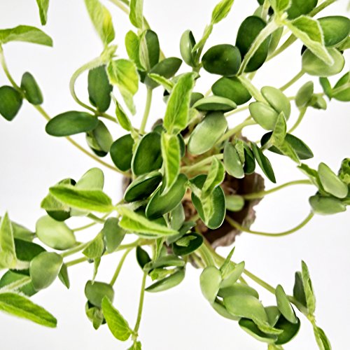 Groot Maceta Guardianes de la Galaxia Bebé Figuras de Acción Modelo Lindo Juguete Pen Pot