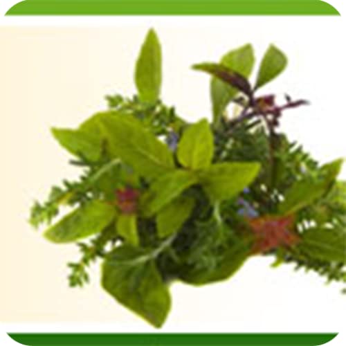 Herbs 101 - How to Plant, Grow and Cook with Natural Herbs