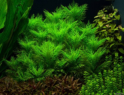 Hygrophila balsamica Broadleaf - x1 Bunch - Plantas Naturales para acuarios