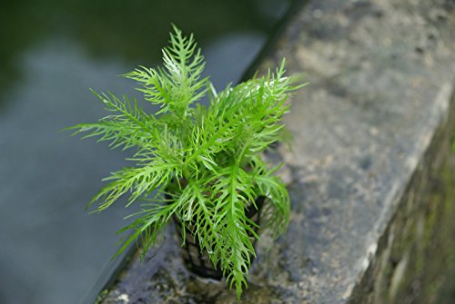 Hygrophila balsamica Broadleaf - x1 Bunch - Plantas Naturales para acuarios