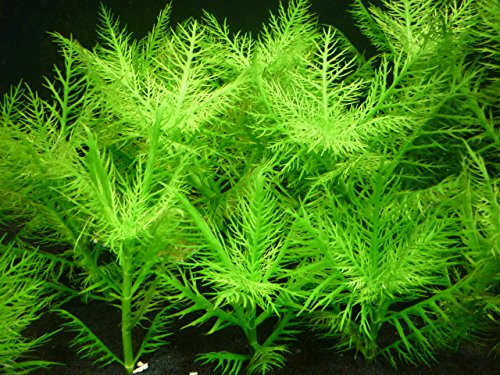 Hygrophila balsamica Broadleaf - x1 Bunch - Plantas Naturales para acuarios