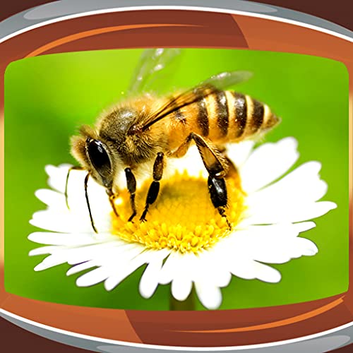 Imágenes de Bee Live