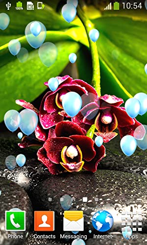 Imágenes de Orchid Live