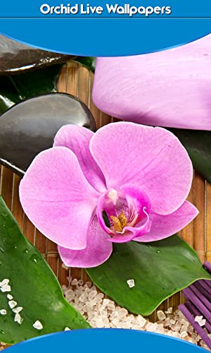 Imágenes de Orchid Live