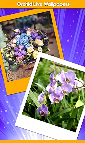 Imágenes de Orchid Live