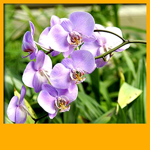 Imágenes de Orchid Live