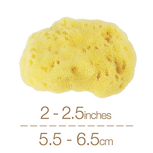 IntimateCare 3x Esponjas Marinas Mediterráneas de 5,5 a 6,5 cm.  Calidad Absoluta. Embalaje Libre de Plástico.