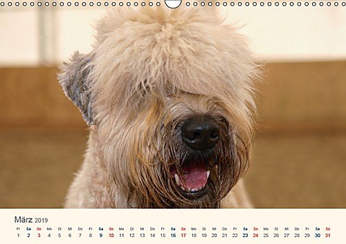 IRISH SOFT COATED WHEATEN TERRIER 2019 (Wandkalender 2019 DIN A3 quer): Mit den blonden Iren durch's Jahr... (Monatskalender, 14 Seiten )