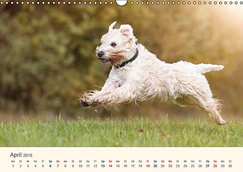 IRISH SOFT COATED WHEATEN TERRIER 2019 (Wandkalender 2019 DIN A3 quer): Mit den blonden Iren durch's Jahr... (Monatskalender, 14 Seiten )