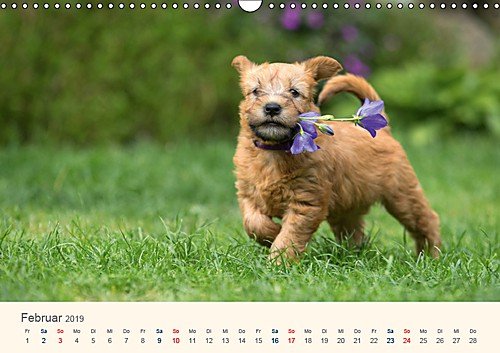 IRISH SOFT COATED WHEATEN TERRIER 2019 (Wandkalender 2019 DIN A3 quer): Mit den blonden Iren durch's Jahr... (Monatskalender, 14 Seiten )