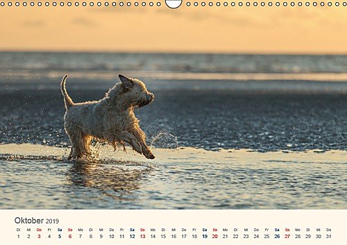 IRISH SOFT COATED WHEATEN TERRIER 2019 (Wandkalender 2019 DIN A3 quer): Mit den blonden Iren durch's Jahr... (Monatskalender, 14 Seiten )
