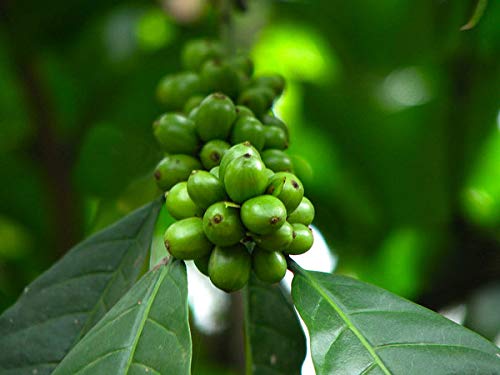 Jarabe Café Verde - Suplemento dietético Quemagrasas y diurético (500 ml)