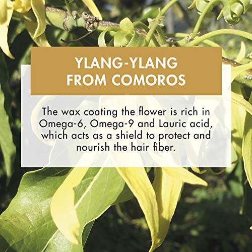 Klorane 1843357 Champú Ylang Ylang, Negro, Estándar