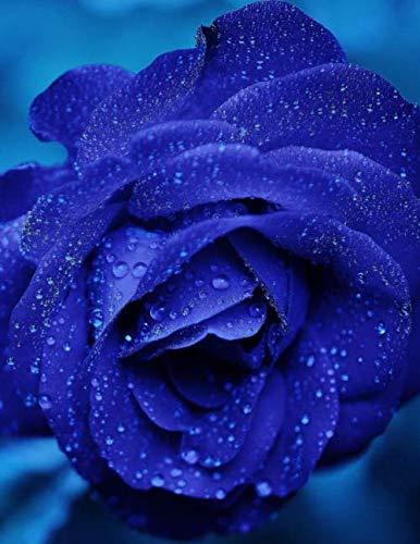 Large Size Notebook: Blue Rose Flower Bloom Romance Floral Fresh Water Wet Pretty Navy Blue Romantic Roses Perfume Smell