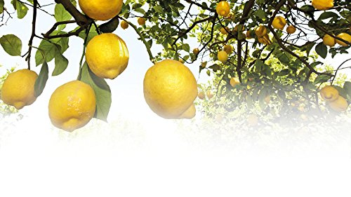 Leche Corporal hidratante de Citrus, ideal para el verano - Weleda (200 ml) - Se envía con: muestra gratis y una tarjeta superbonita que puedes usar como marca-páginas!