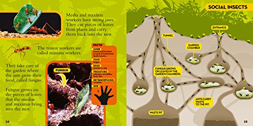 Little Kids First Big Book Of Bugs